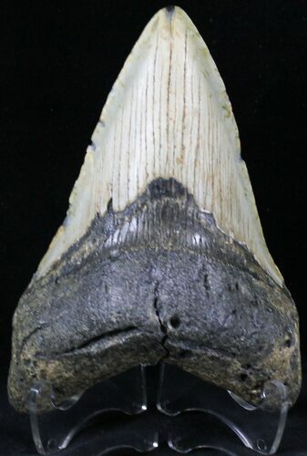 Megalodon Tooth - North Carolina #21674